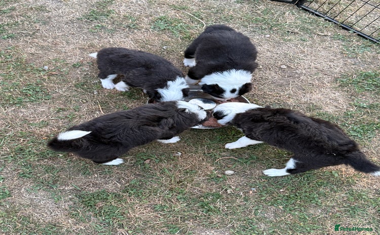 Border Collie dogs - Advert 1