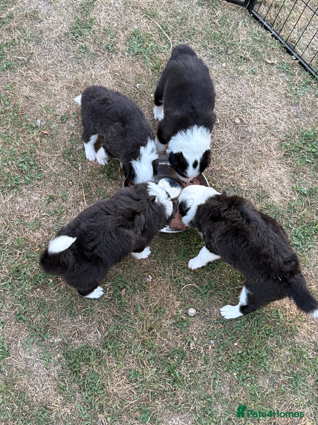 Border Collie dogs for sale: Beautiful Border collie Puppies - Image 1