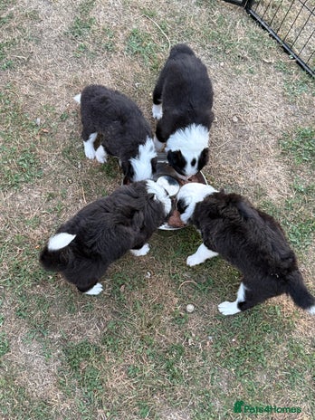 Border Collie dogs - Advert 2