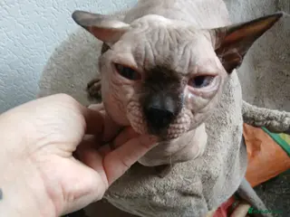 Dwelf cats Blue eyed Dwelf - Advert 5