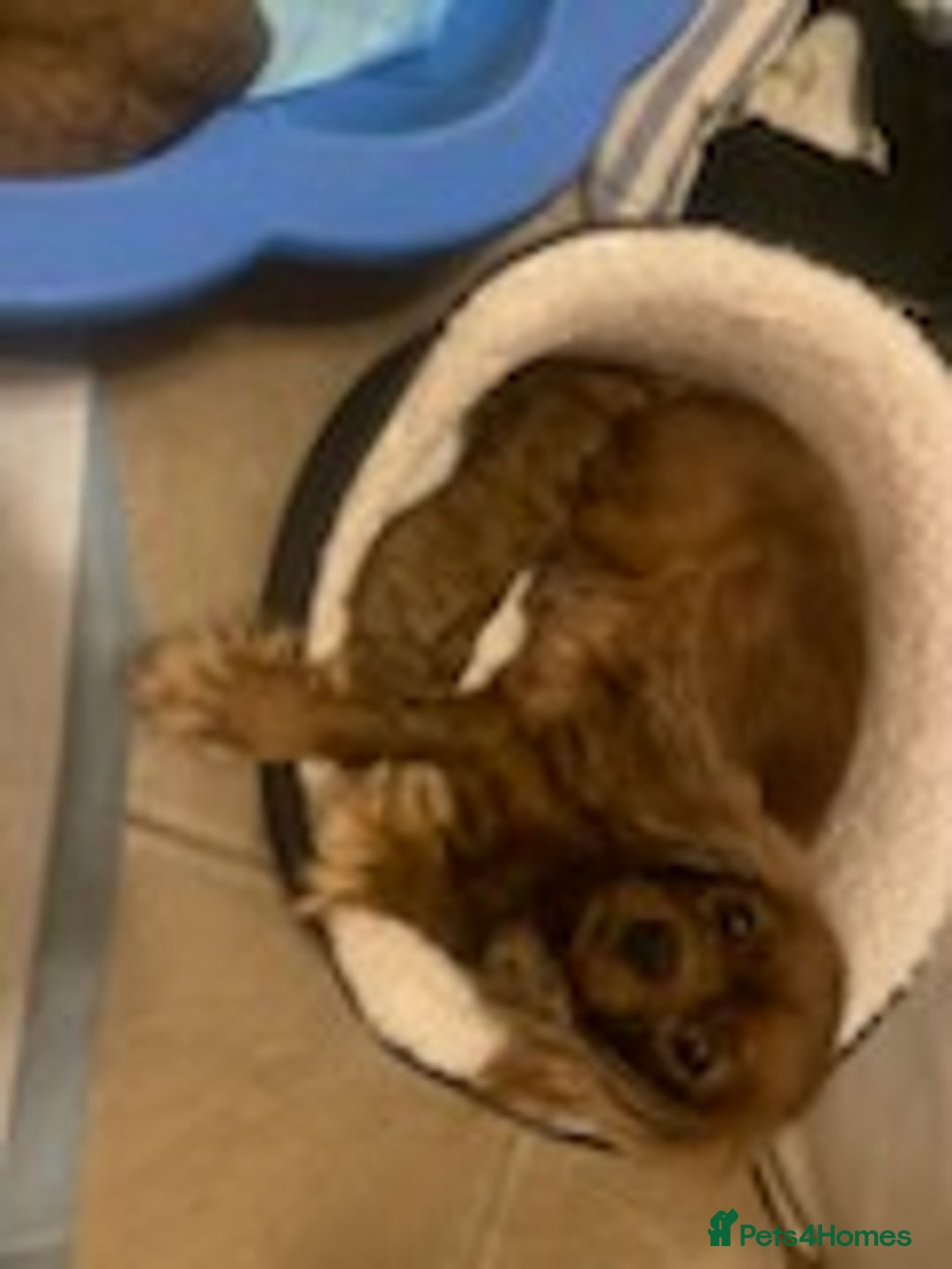 Cavapoo dogs for sale: Red cavapoo babies, both parent DNA tested - Image 3