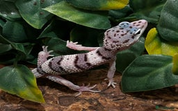 Gecko reptiles for sale: Variety Of Leopard Geckos And Sub-Species For Sale in Fleet - Image 15