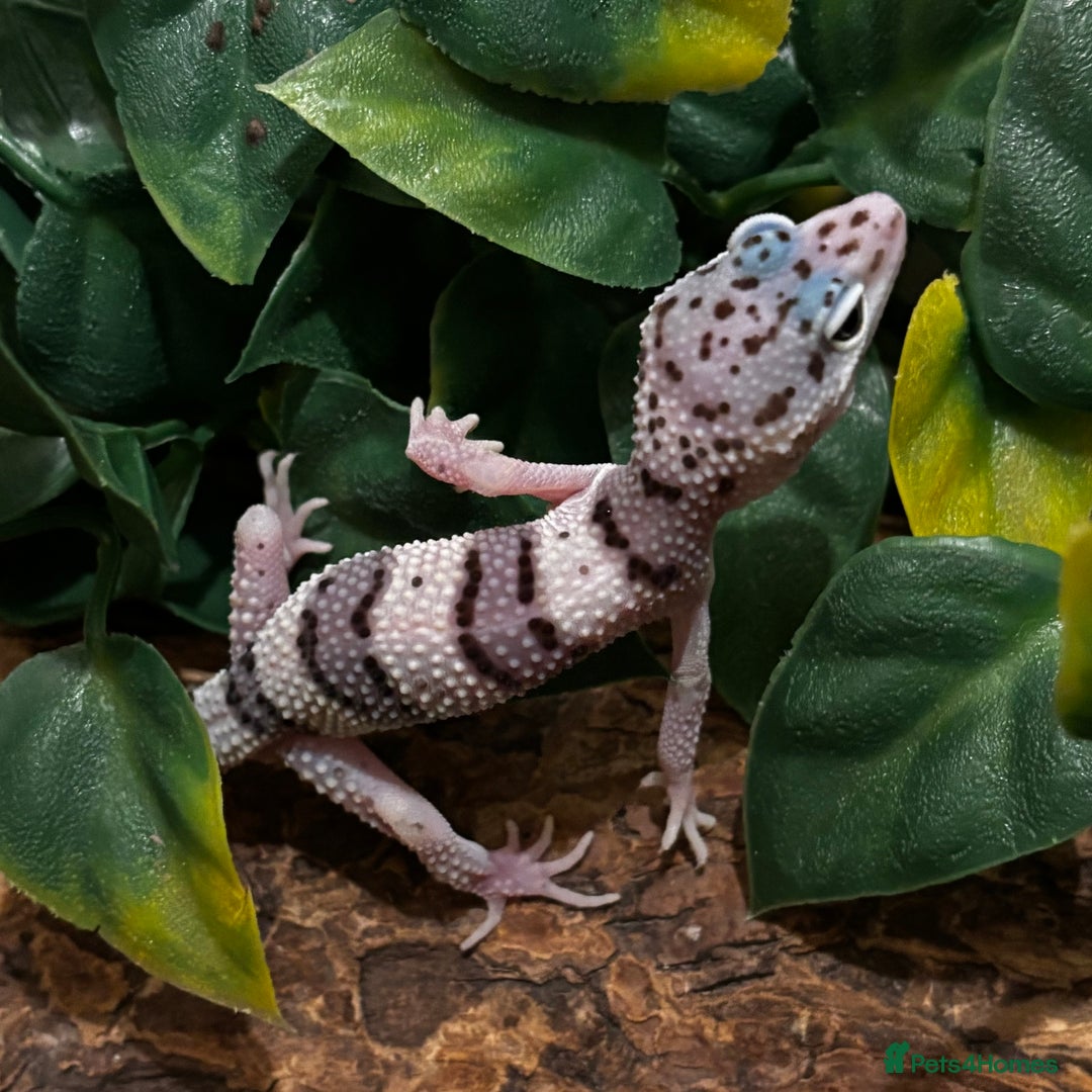 Gecko reptiles for sale: Variety Of Leopard Geckos And Sub-Species For Sale in Fleet - Image 15