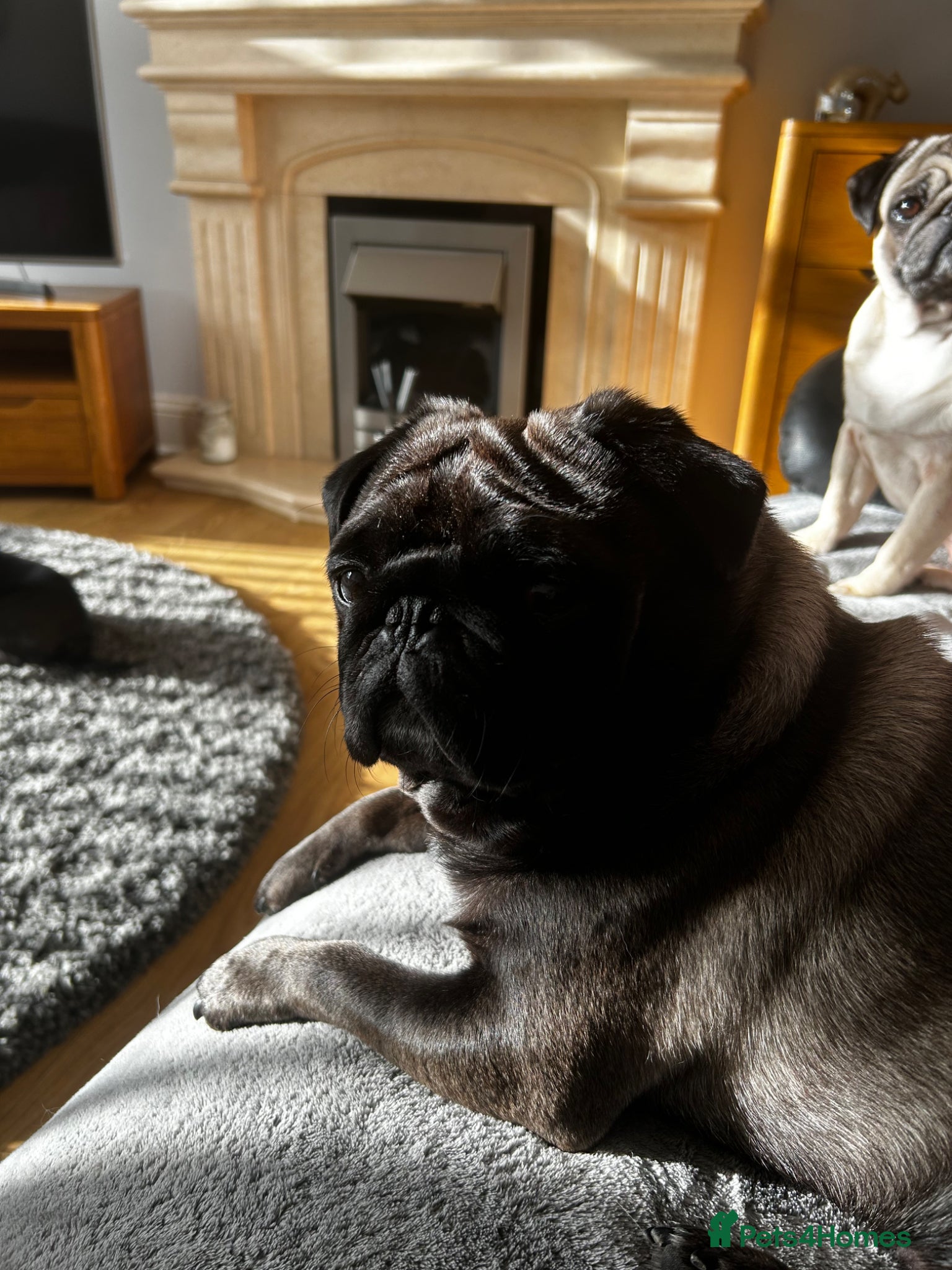 Pug dogs Platinum pug  - Advert 1