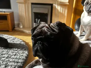 Pug dogs Platinum pug - Advert 1