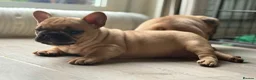 French Bulldog dogs for sale: Stunning KC reg standard litter available now in Sittingbourne - Advert 3