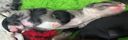 Mixed Breed dogs for sale: Sprockerpoo F1b puppies - Advert 9