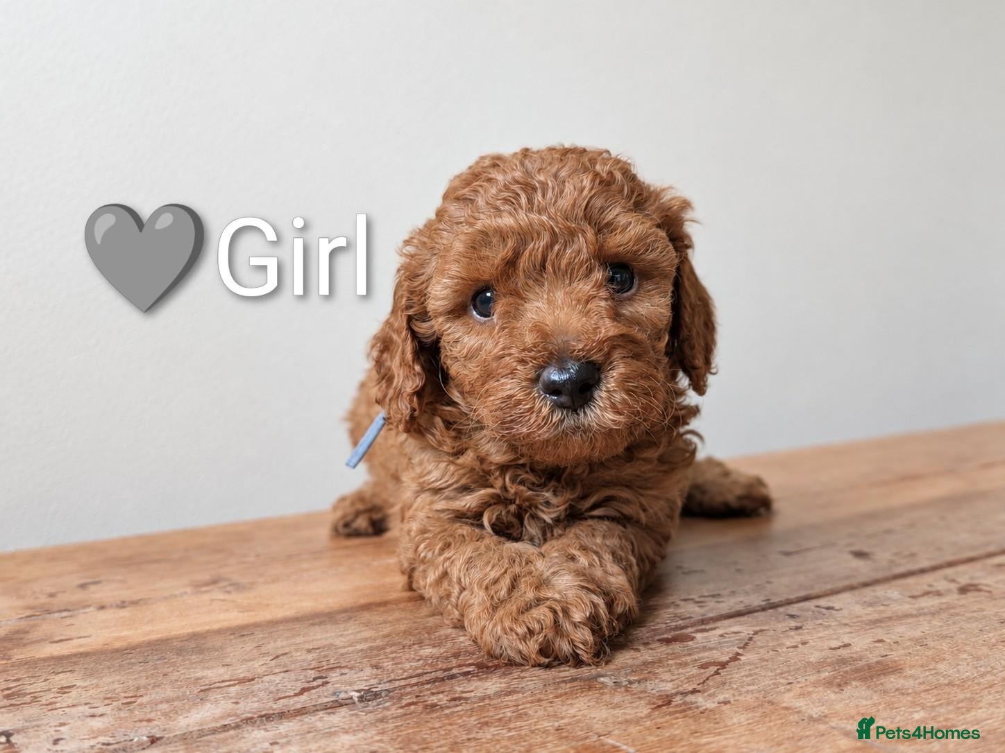Miniature Poodle dogs KC Registered Red Miniature Poodle Puppies ❤️  - Advert 1