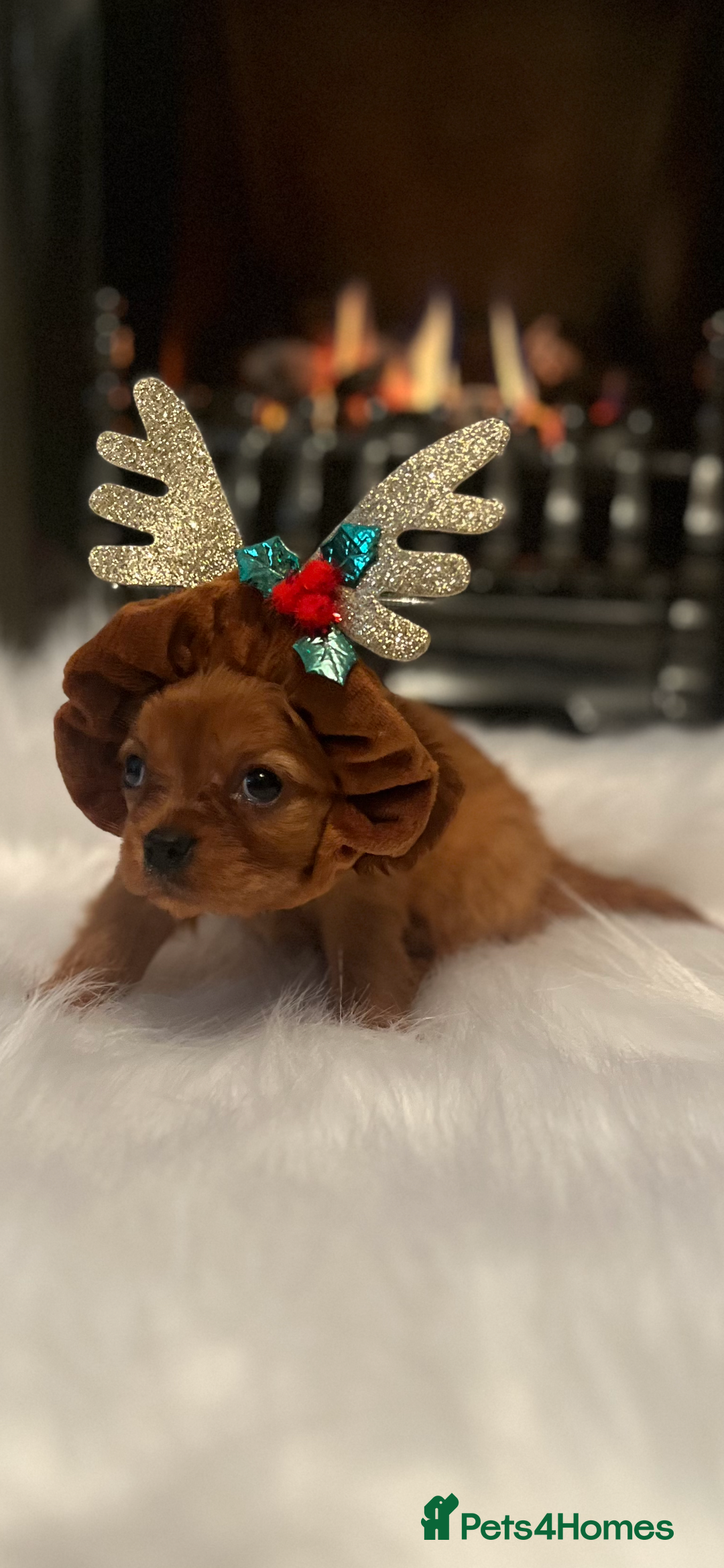 Cavalier King Charles Spaniel dogs for sale: Cavalier King Charles quality puppies for sale  - Advert 4