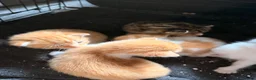 British Shorthair cats for sale: *** Beautiful Kittens *** - Advert 5