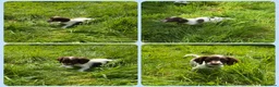 English Springer Spaniel dogs for sale: KC Registered English Springer Spaniel Pups - Advert 32