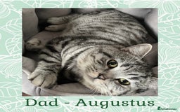 British Shorthair cats for sale: 🩷 Gorgeous British Shorthair Kittens 💙 - Image 7