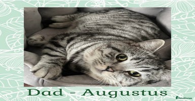 British Shorthair cats - Advert 12