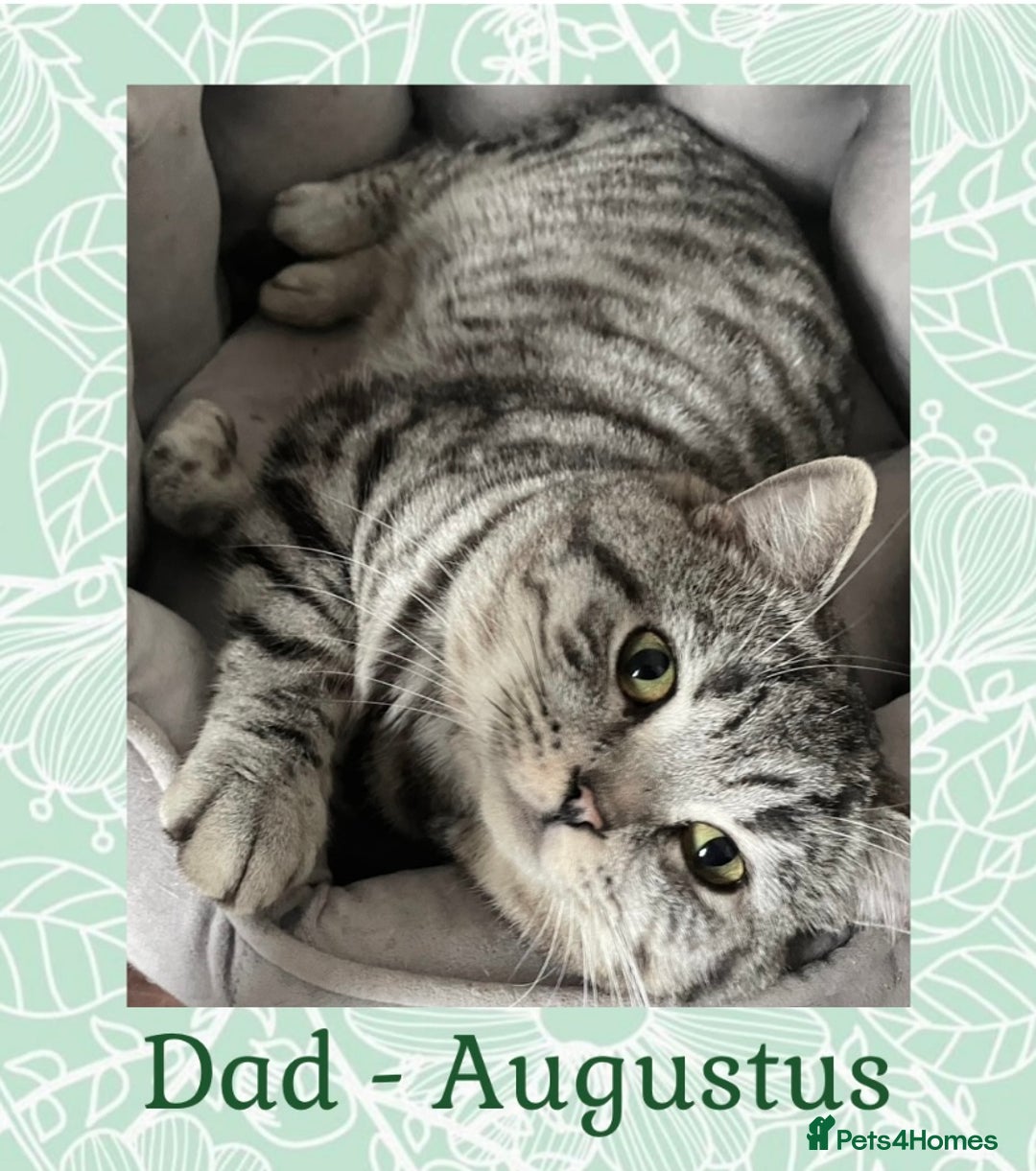 British Shorthair cats for sale: 🩷 Gorgeous British Shorthair Kittens 💙 - Image 7