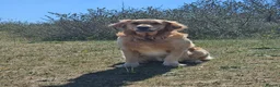 Golden Retriever dogs for stud: KC Registered Golden Retriever Stud Dog DNA Tested - Advert 6