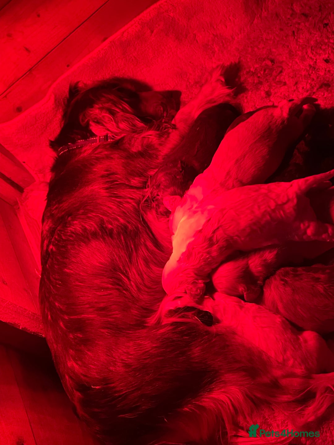 Cockapoo dogs for sale: 🐾 Beautiful Cockapoo Puppies for Sale 🐾 - Advert 25