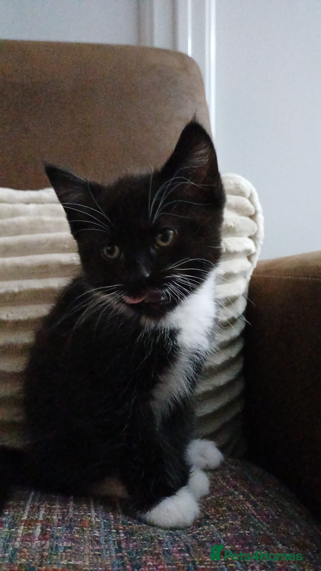 Mixed Breed cats for sale: 3 kittens waiting for a happy home - Advert 11