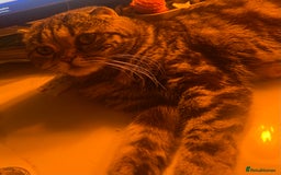 Scottish Fold cats for sale: Beautiful Scottish Fiold/Maine Coon  - Image 9