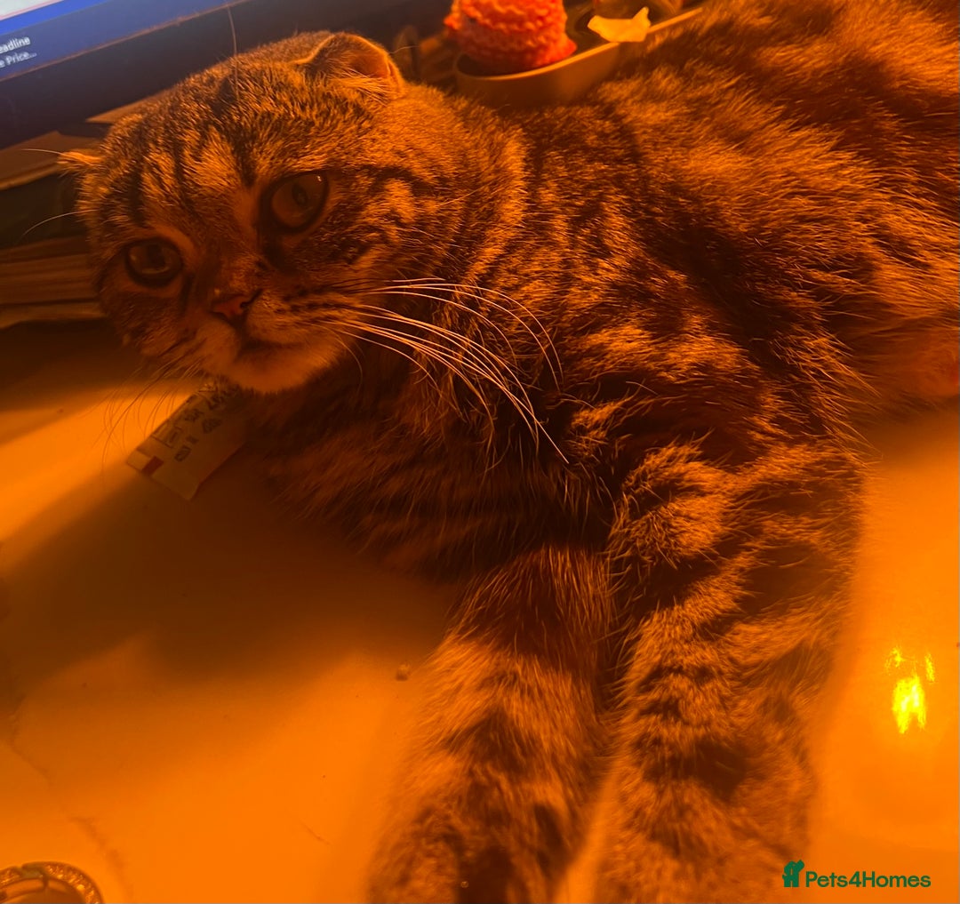 Scottish Fold cats for sale: Beautiful Scottish Fiold/Maine Coon  - Image 9