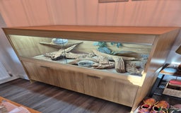 Dragon reptiles for sale: Bearded dragon with full set up - Image 2