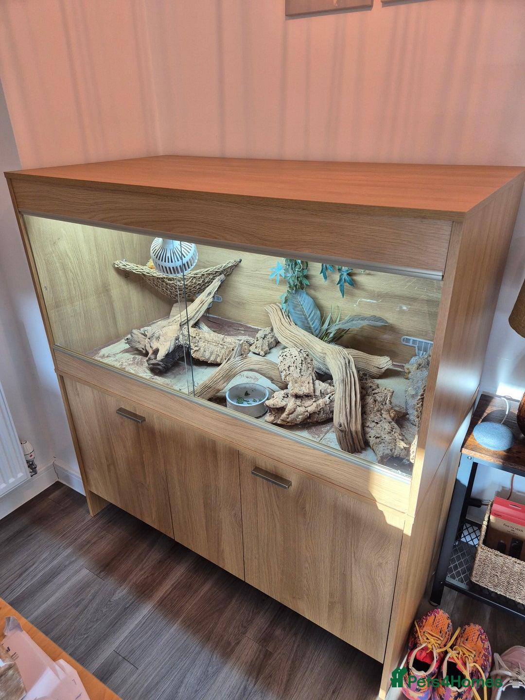 Dragon reptiles for sale: Bearded dragon with full set up - Image 2