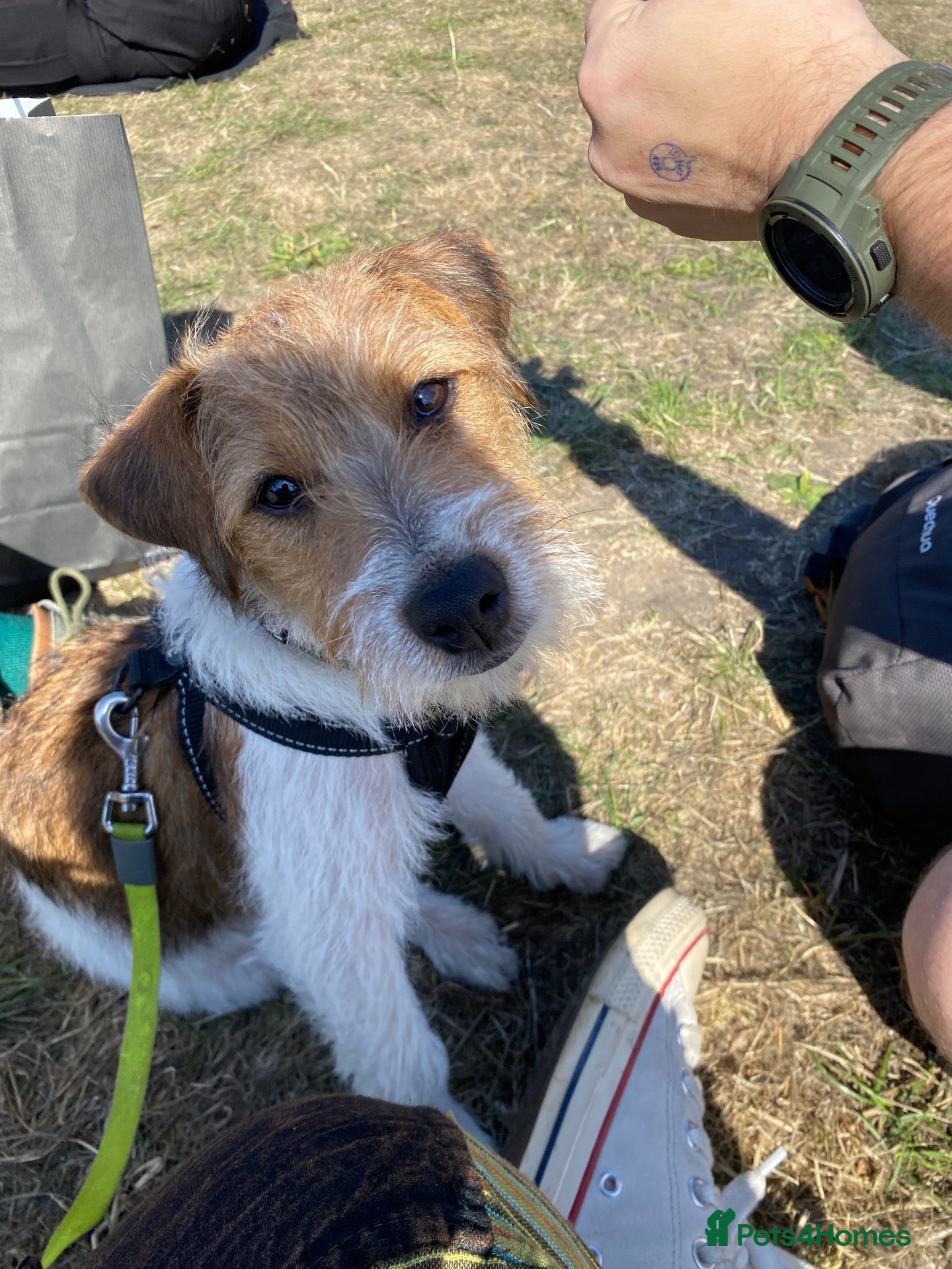 Jack Russell dogs 7 month old Jack Russell  - Advert 1