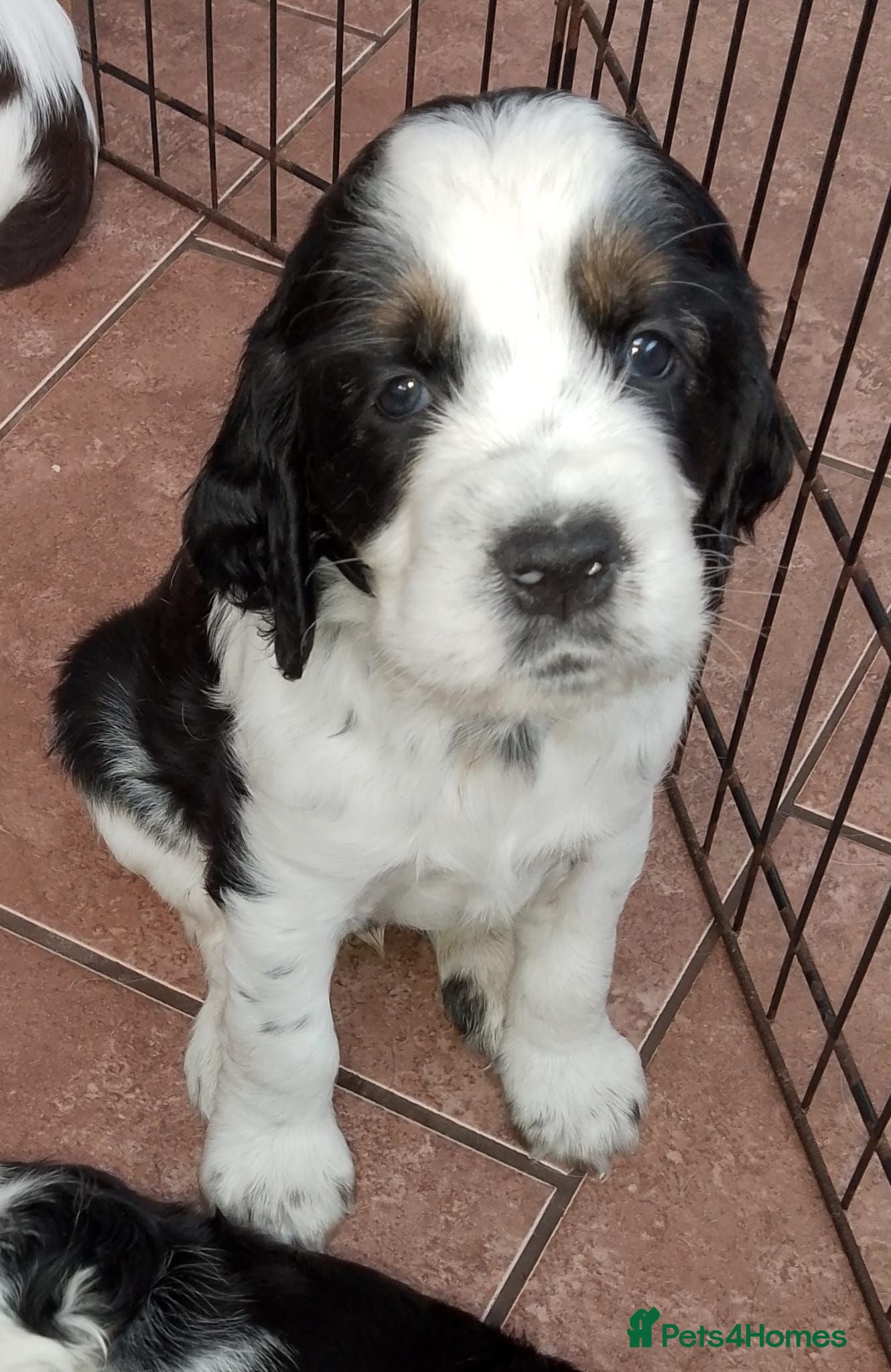 English Springer Spaniel dogs Show Bred English Springers  - Advert 1