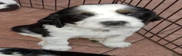 English Springer Spaniel dogs for sale: Show Bred English Springers  - Advert 1