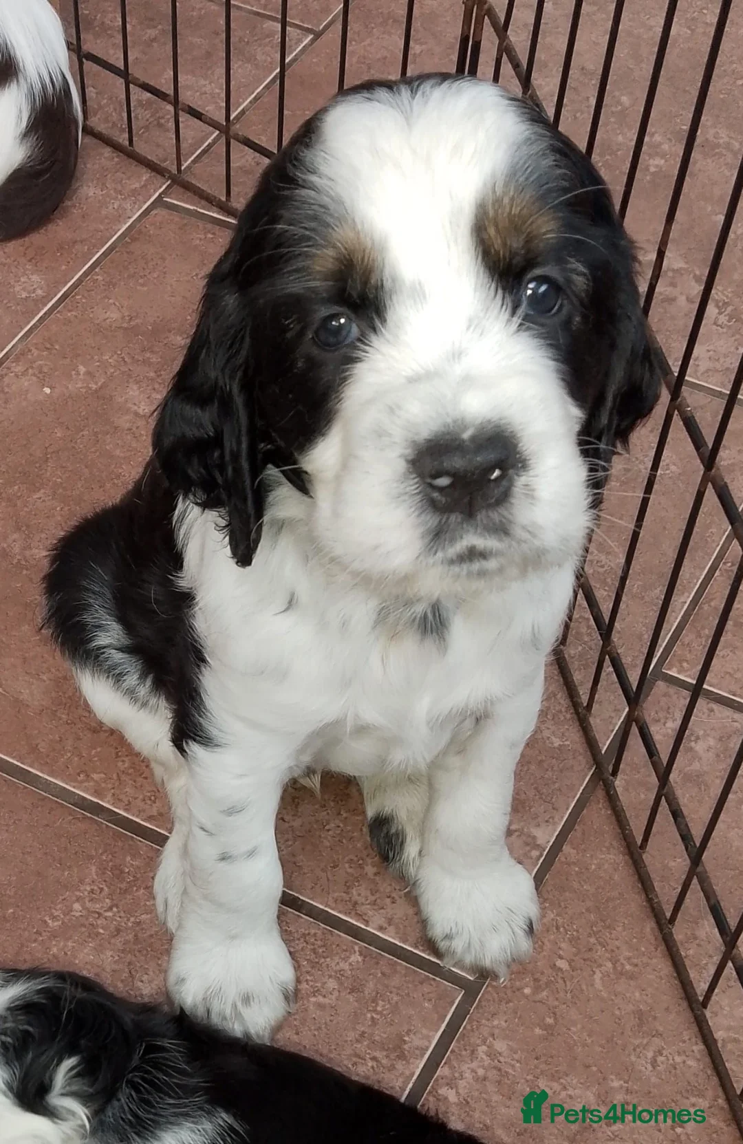 English Springer Spaniel dogs for sale: Show Bred English Springers  - Advert 1