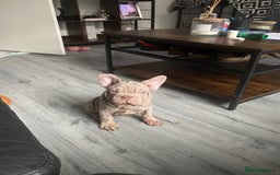 French Bulldog dogs for sale: 2 velvet boys available  in London - Image 1