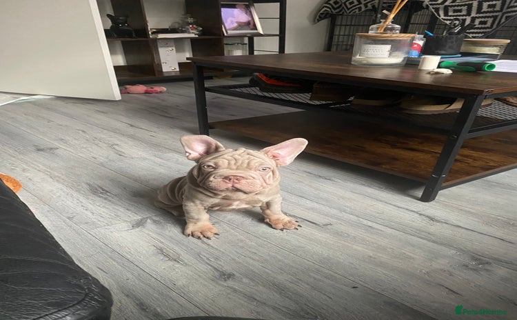 French Bulldog dogs in London - Advert 6
