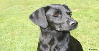 Labrador Retriever dogs - Advert 8