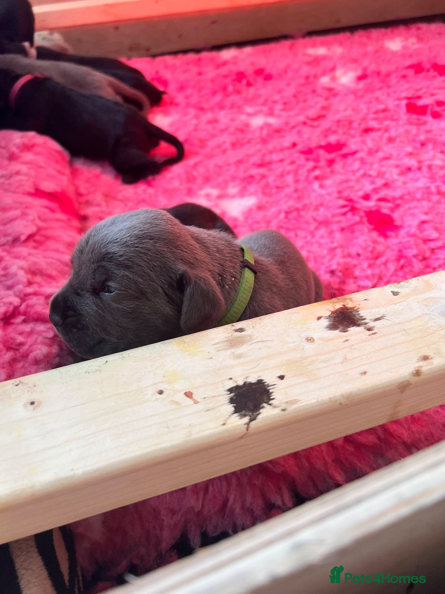 Cane Corso dogs EXCEPTIONAL CANE CORSO PUPPIES - Advert 2