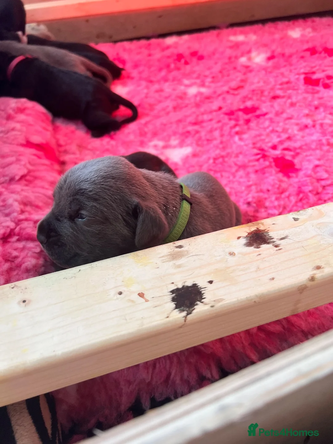 Cane Corso dogs for sale: EXCEPTIONAL CANE CORSO PUPPIES - Advert 2