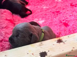 Cane Corso dogs EXCEPTIONAL CANE CORSO PUPPIES - Advert 2