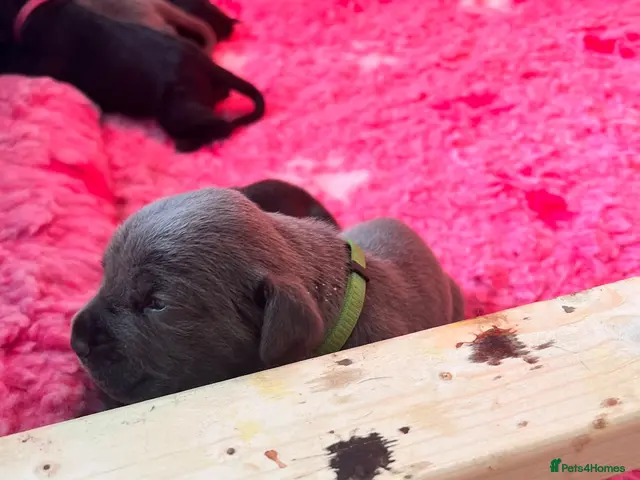 Cane Corso dogs EXCEPTIONAL CANE CORSO PUPPIES - Advert 2
