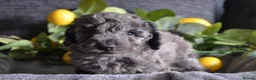 Miniature Poodle dogs for sale: Miniature poodles - Advert 2