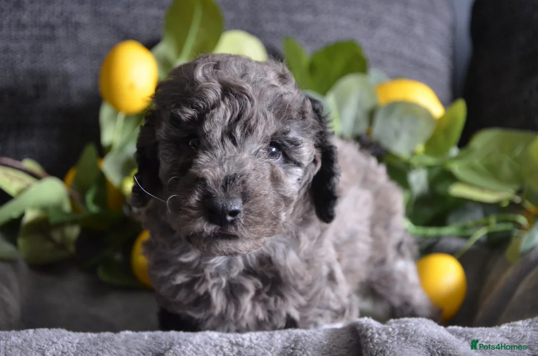 Miniature Poodle dogs for sale: Miniature poodles - Advert 2