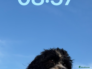 Cavapoo dogs for sale - Advert 1