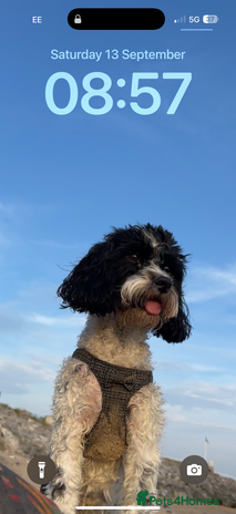 Cavapoo dogs - Advert 1