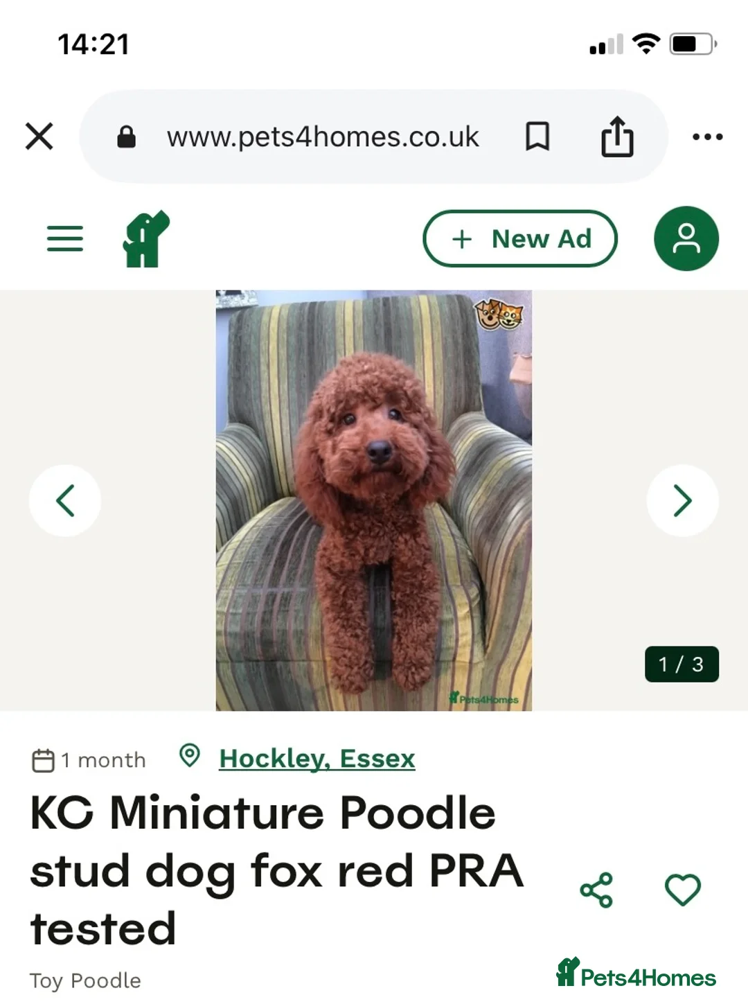 Cavapoo dogs for sale: Stunning F1BB Toy cavapoo - Advert 29