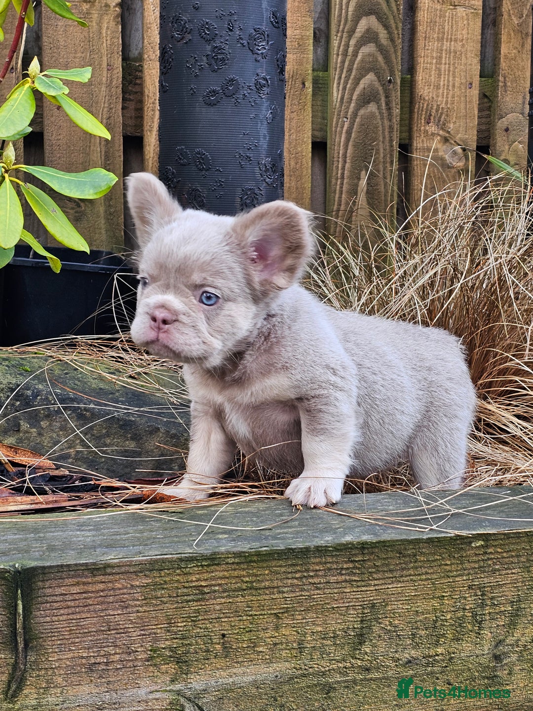French Bulldog dogs for sale: French bulldog pups isabella and tan fluffy  - Advert 13