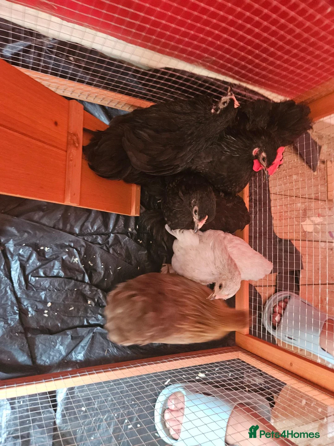 Chickens poultry for sale: 5 Pekin chickens  in Ormskirk - Advert 2