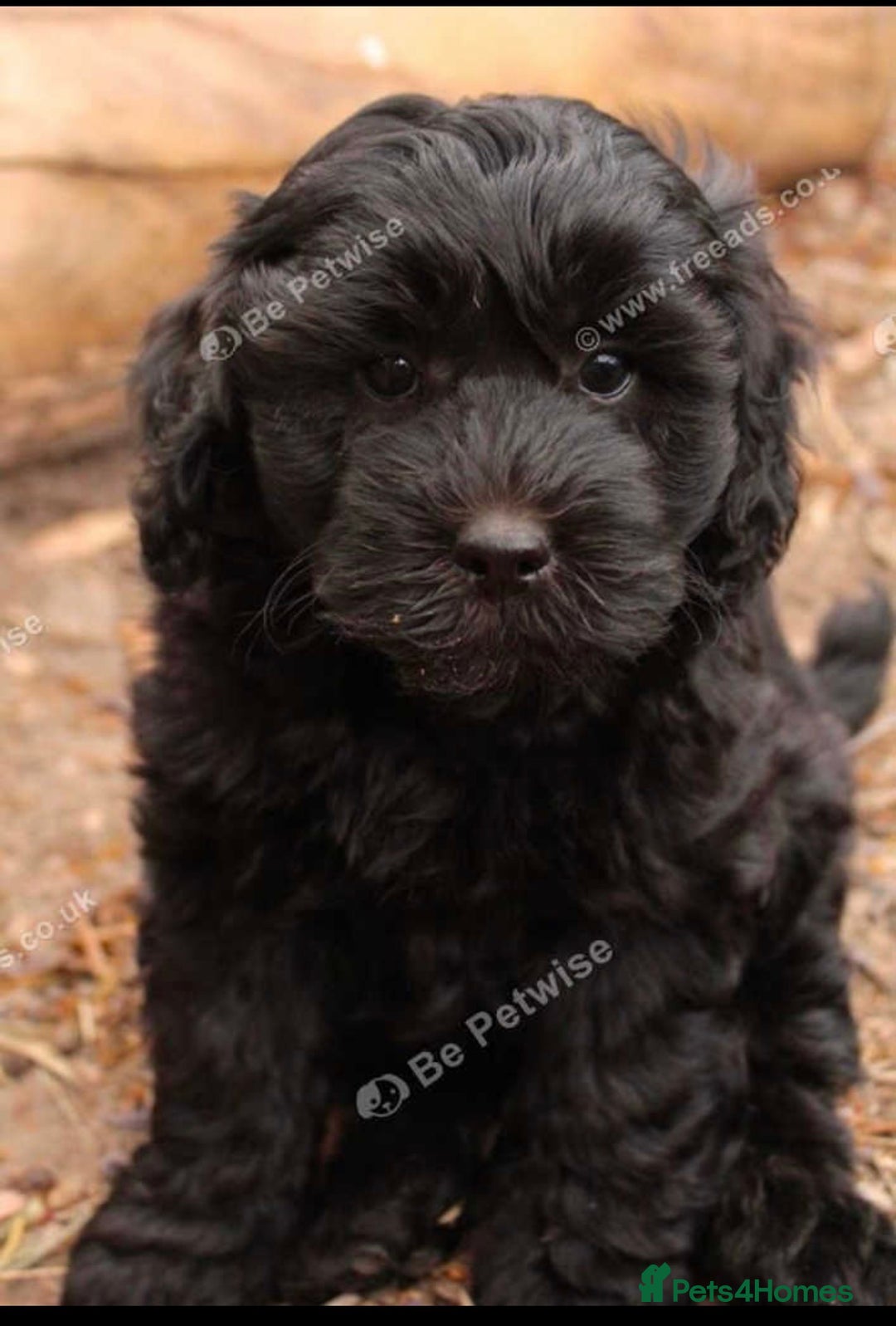 Golden Retriever dogs for sale: Golden retriever puppies  - Advert 2