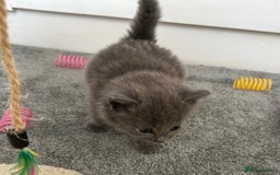 Russian Blue cats for sale: Russian Blue Kittens  - Advert 28