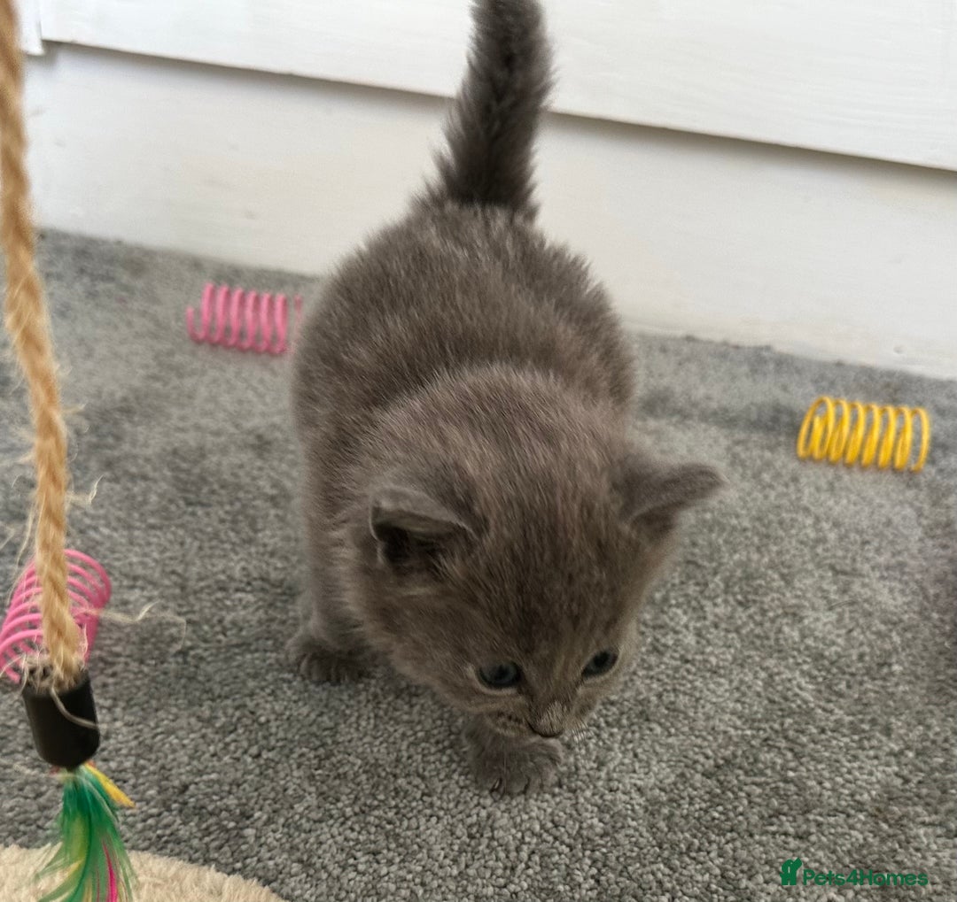 Russian Blue cats for sale: Russian Blue Kittens  - Advert 28