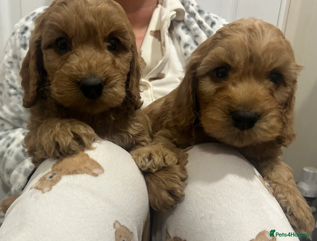 Cockapoo dogs for sale: Beautiful Red Cockerpoo Puppies - Advert 7