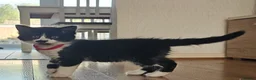 Mixed Breed cats for sale: 5 fluffy shy kittens looking for new home - Advert 22