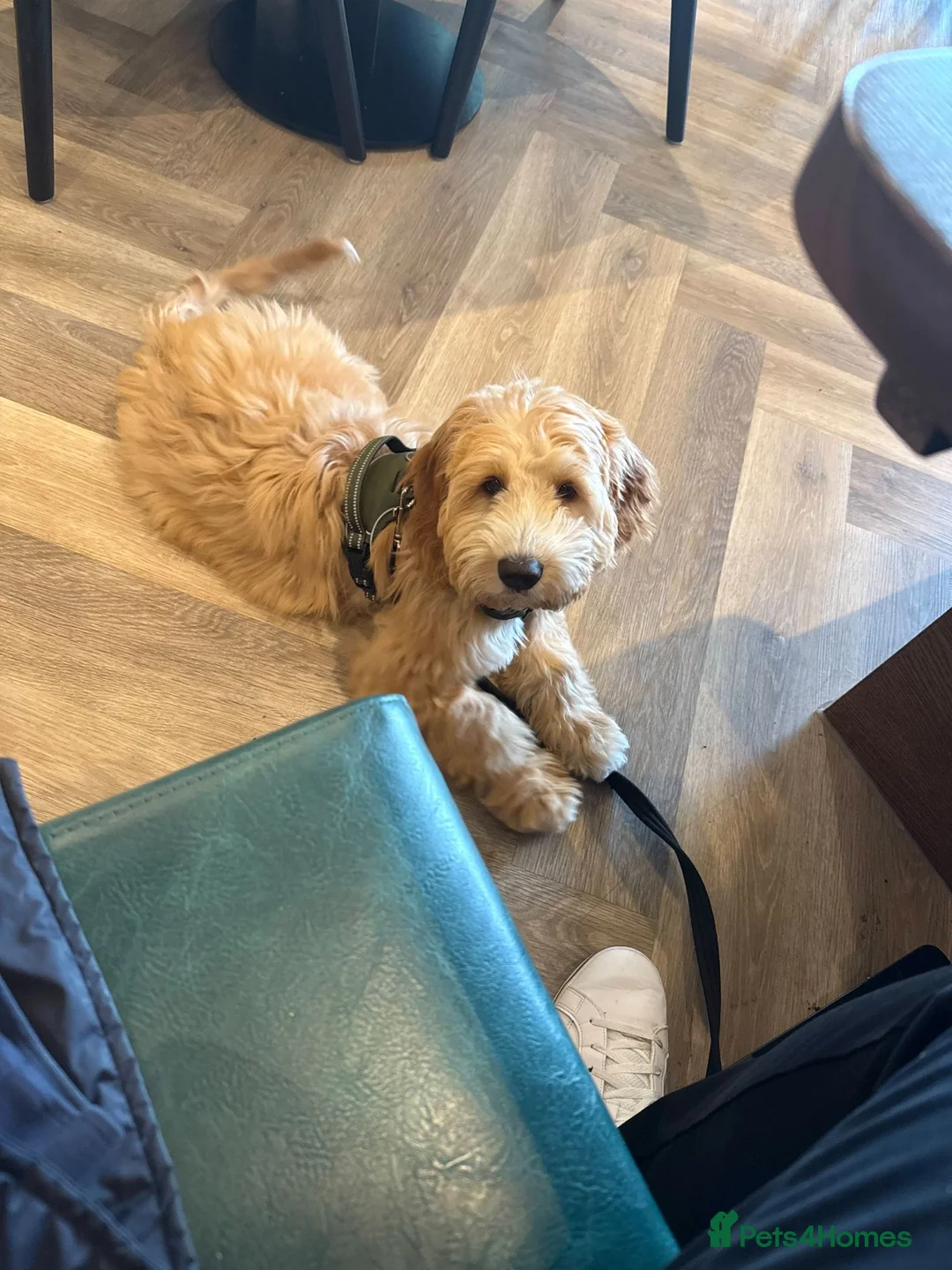 Mixed Breed dogs for sale: 6 Month - Australian Labradoodle × Cocker Spaniel - Advert 4