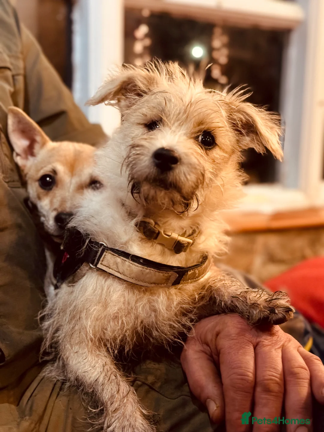 Jack Russell dogs for sale: Belle and Buddy (both female) - Advert 22